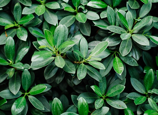 إرتياح و تجوال